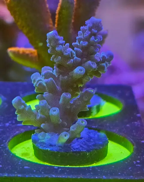 Acropora tenuis blue