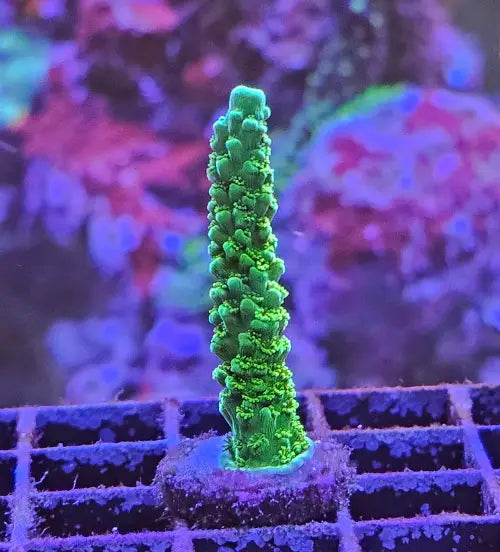 Acropora yongei ’Bali Green Slimer’
