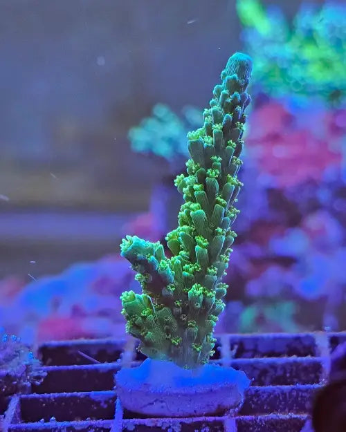 Acropora yongei ’Bali Green Slimer’