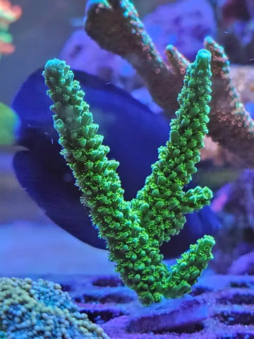 Acropora yongei ’Bali Green Slimer’