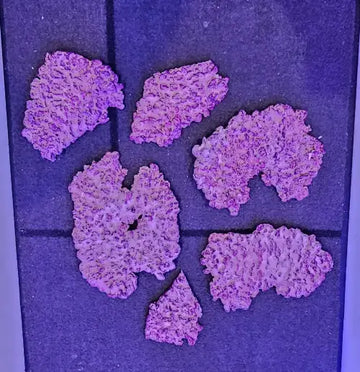 AF Rock (Shelf) /kpl - Akvaarion koristeet