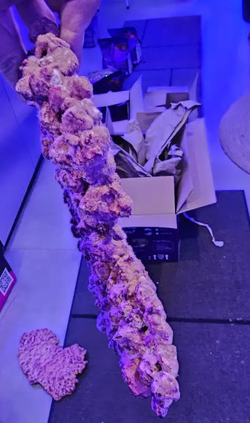 AF Rock (Shelf) /kpl - Akvaarion koristeet