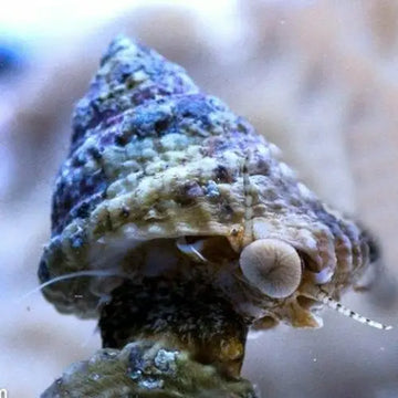 Algae-Grazing Top Snail (Tectus fenestratus)