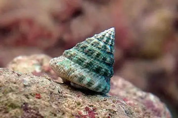 Algae-Grazing Top Snail (Tectus fenestratus)