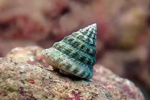Algae-Grazing Top Snail (Tectus fenestratus)