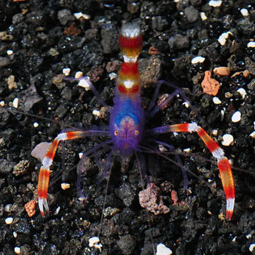Banded Coral Shrimp Blue (Stenopus tenuirostris) (S) - Elävät eläimet