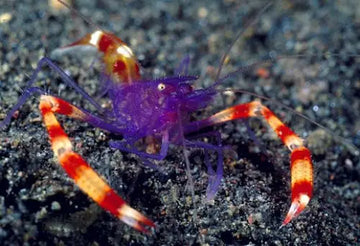 Banded Coral Shrimp Blue (Stenopus tenuirostris) (S) - Elävät eläimet