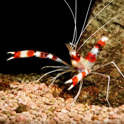 Banded Coral Shrimp – Stenopus hispidus - Elävät eläimet