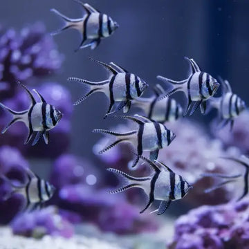 Bangai cardinal fish (pterapogon kauderni)