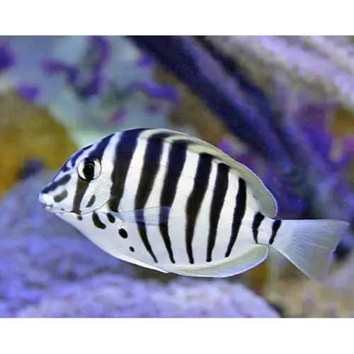 Black-barred Surgeonfish (Acanthurus polyzona) - Elävät eläimet