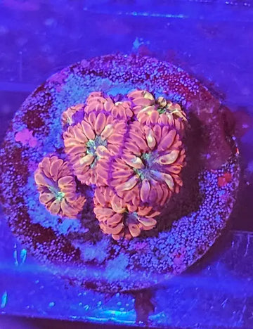 Blastomussa merletti Frozen Eclipse
