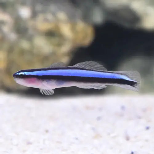 Blue Neon Goby (Elaatinus oceanops)