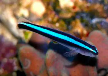 Blue Neon Goby (Elaatinus oceanops)