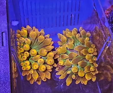 Bubble-tip anemone (Entacmaea quadricolor) - Elävät eläimet