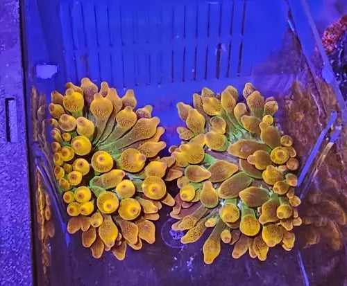 Bubble-tip anemone (Entacmaea quadricolor) - Elävät eläimet