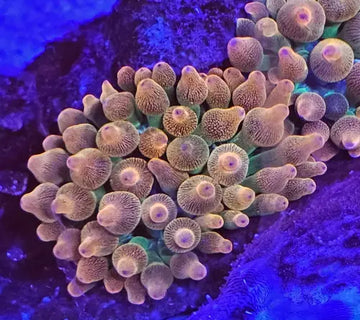 Bubble-tip anemone (Entacmaea quadricolor) - Oranssi-vihreä