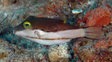 Canthigaster Smithae - Elävät eläimet