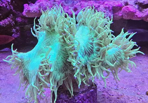 Catalaphyllia jardinei – Elegance Coral (10 + cm)