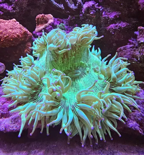 Catalaphyllia jardinei – Elegance Coral XXL (20 + cm)