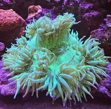 Catalaphyllia jardinei – Elegance Coral XXL (20 + cm)