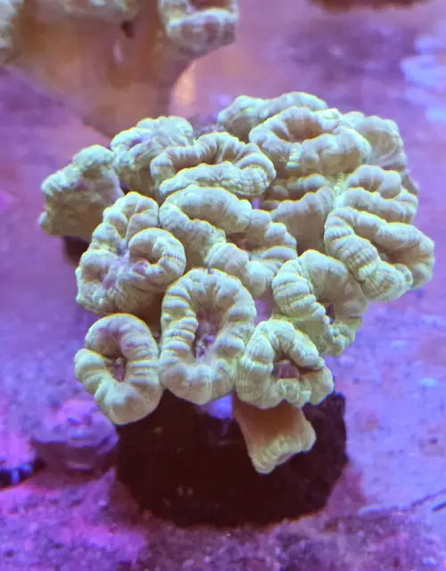 Caulastrea curvata Blueish L