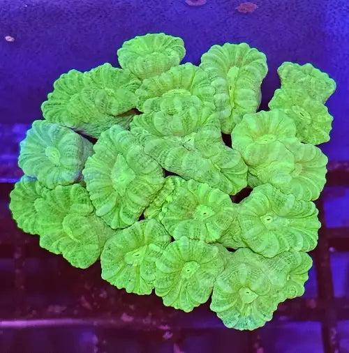 Caulastrea Curvata Toxic Green