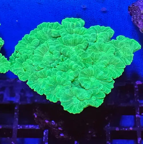 Caulastrea Curvata Toxic Green