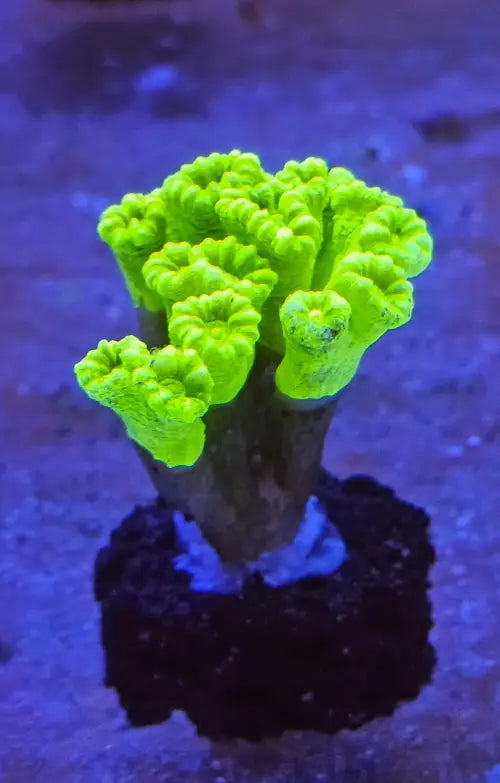 Caulastrea Curvata Toxic Green Premium