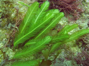 Caulerpa taxifolia makrolevä - Makrolevä