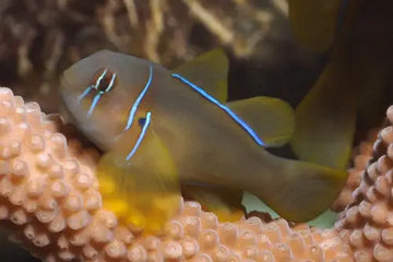 Citrinis Clown Goby (Gobiodon citrinus)