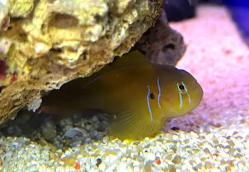 Citrinis Clown Goby (Gobiodon citrinus)