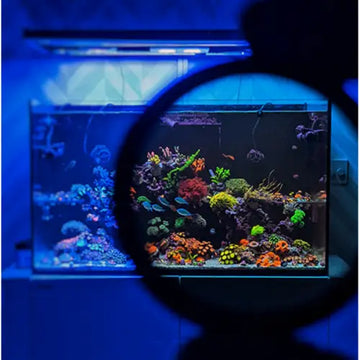 Coral Color lens XL - Tarvikkeet