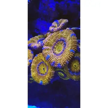 Coral Color lens XL - Tarvikkeet