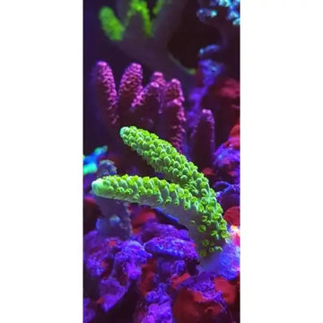 Coral Color lens XL - Tarvikkeet