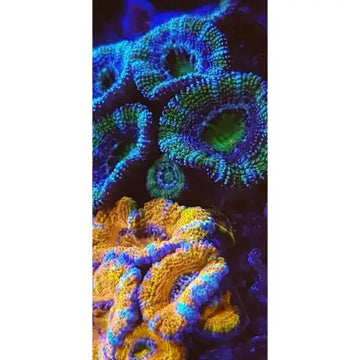 Coral Color lens XL - Tarvikkeet