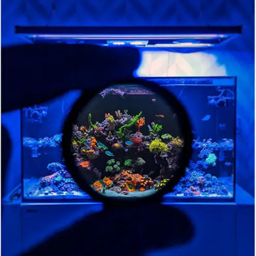 Coral Color lens XL - Tarvikkeet
