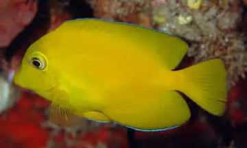 Ctenochaetus truncatus