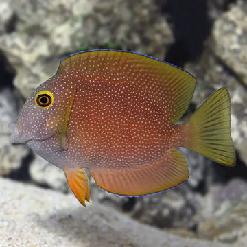 Ctenochaetus truncatus