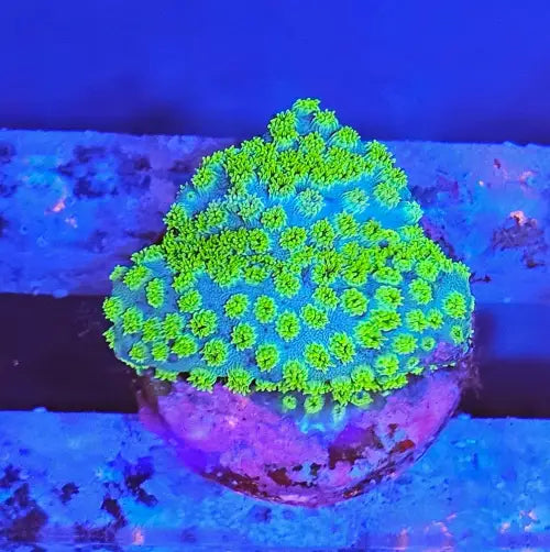 Cyphastrea Green Premium