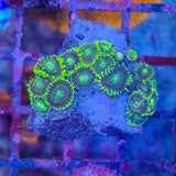 Zoanthus "Green"