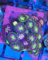 Zoanthus "Green Red Mix"