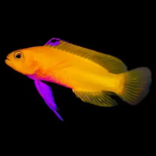 Dejong’s basslet (Gramma dejongi) - Elävät eläimet