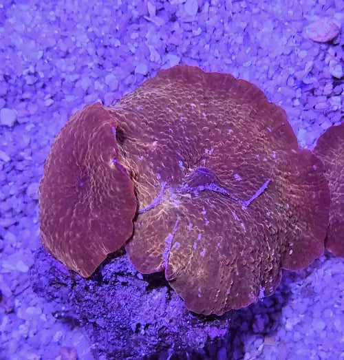 Discosoma Copper orange