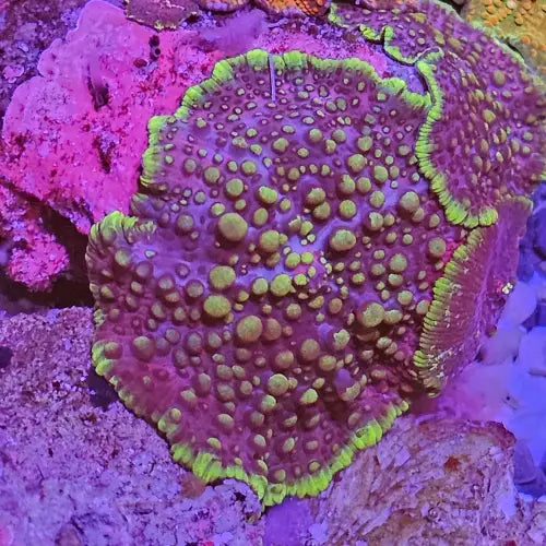 Discosoma Lava Lamp