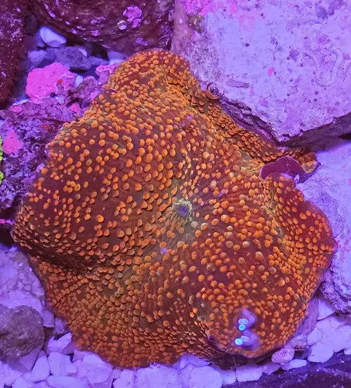Discosoma Reddish
