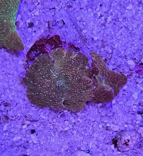 Discosoma Two tone