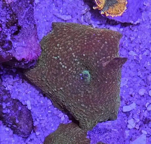 Discosoma Two tone green