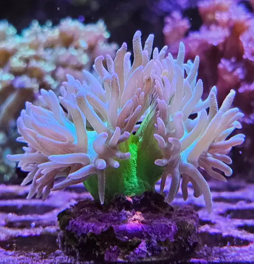 Duncanopsammia axifuga