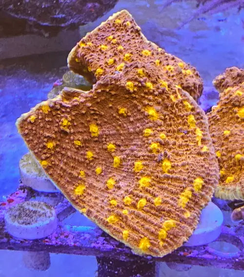Echinophyllia ’Chalise’ Golden Eye