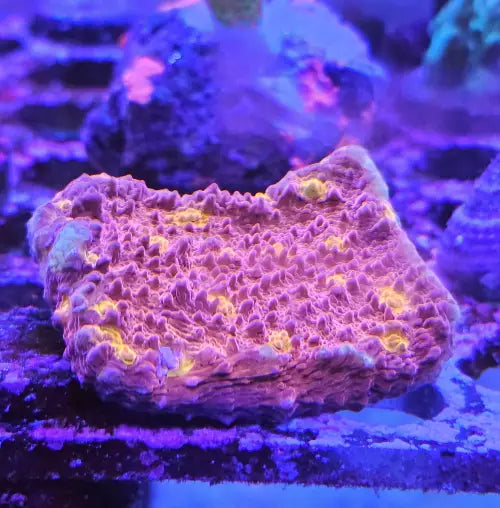 Echinophyllia ’Chalise’ Golden Eye